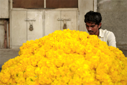 Marigolds are one of the most popular and common flowers in India. The name 'Marigold' comes from 'Mary's gold' after Mother Mary and the name used for it in many parts if India is Genda. Read more about the flower in this archive story.