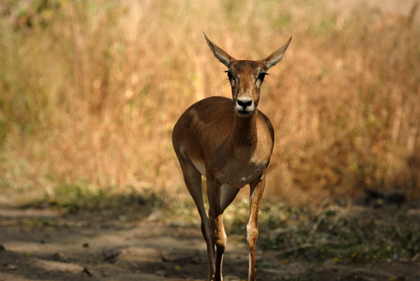 Indian wildlife is fascinating and diverse. The hills and plains of central and southern India hide a host of signature species with elephants, tigers, monkeys, leopards, antelopes and rhinos. Read more about some of the animals in this archive story.